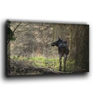 Ein Elch im Wald auf Fotoleinwand