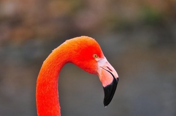 Flamingo Porträt Originalbild
