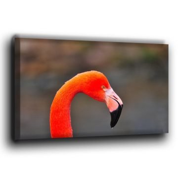 Flamingo Porträt auf Leinwand