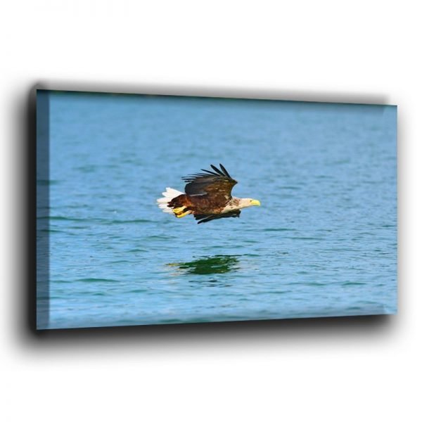 Europäischer Seeadler über Wasser Leinwand