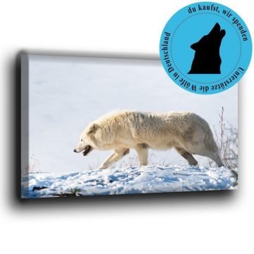 Polarwolf im Schnee Leinwand