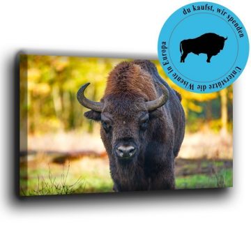 Wisent frontal Leinwand
